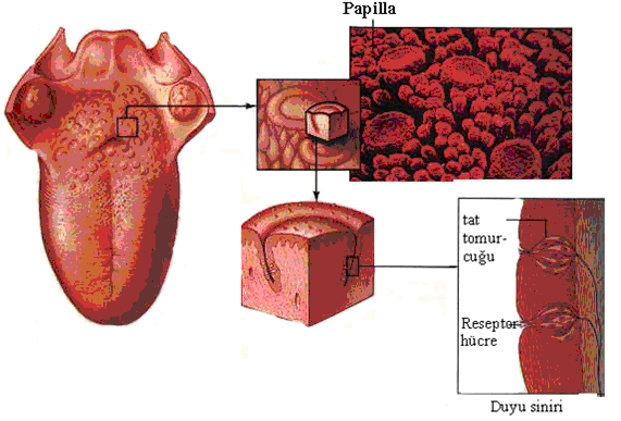 Resim 5.1: Tat alma duyusu ve tat alma tomurcuğu 5.2.1. Ġpliksi Papillalar (Papilla Filiformis) Ġplik ve koni Ģeklindeki bu papillalar dilin dorsal yüzeyinde yer alır.