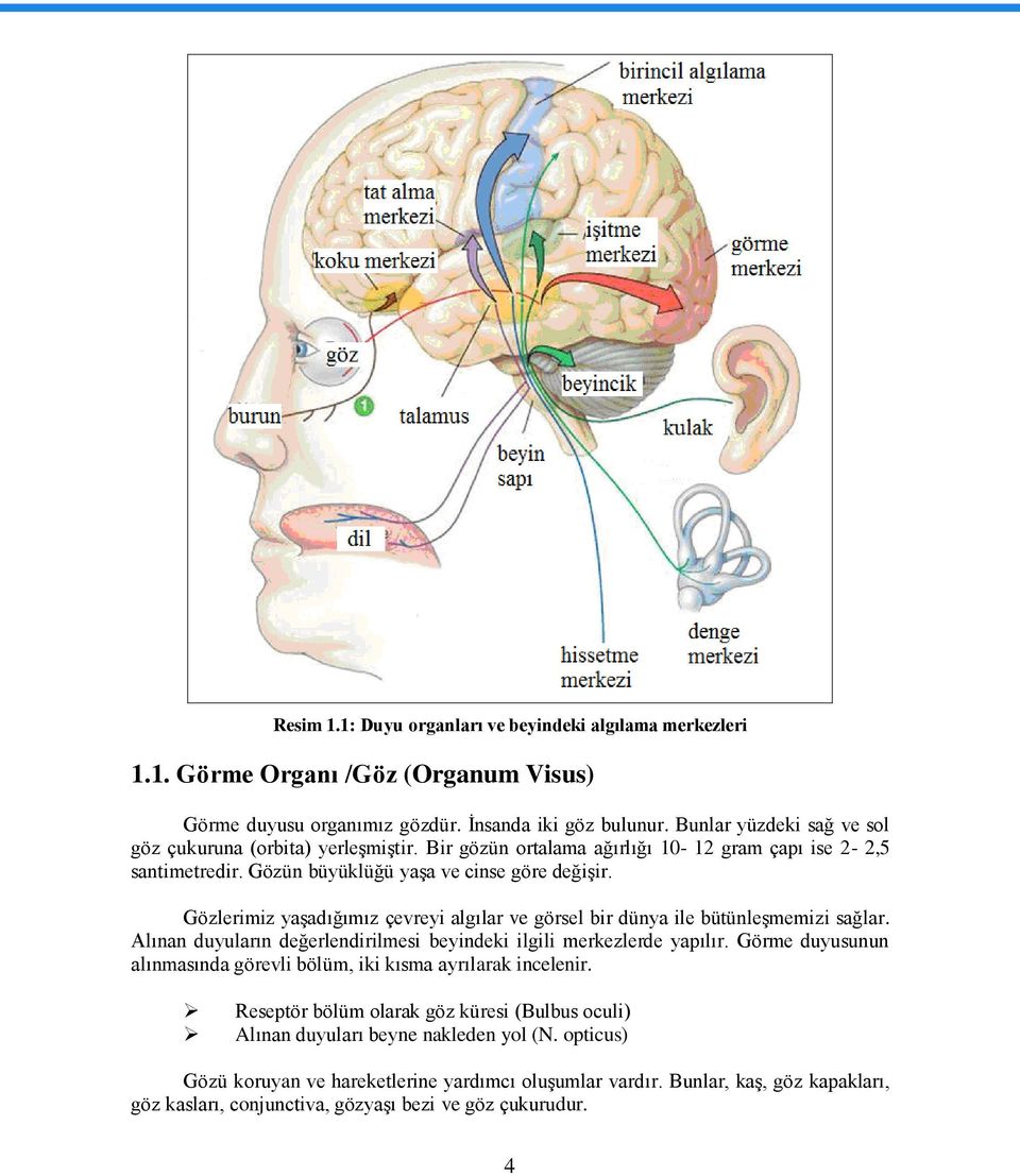 Gözlerimiz yaģadığımız çevreyi algılar ve görsel bir dünya ile bütünleģmemizi sağlar. Alınan duyuların değerlendirilmesi beyindeki ilgili merkezlerde yapılır.