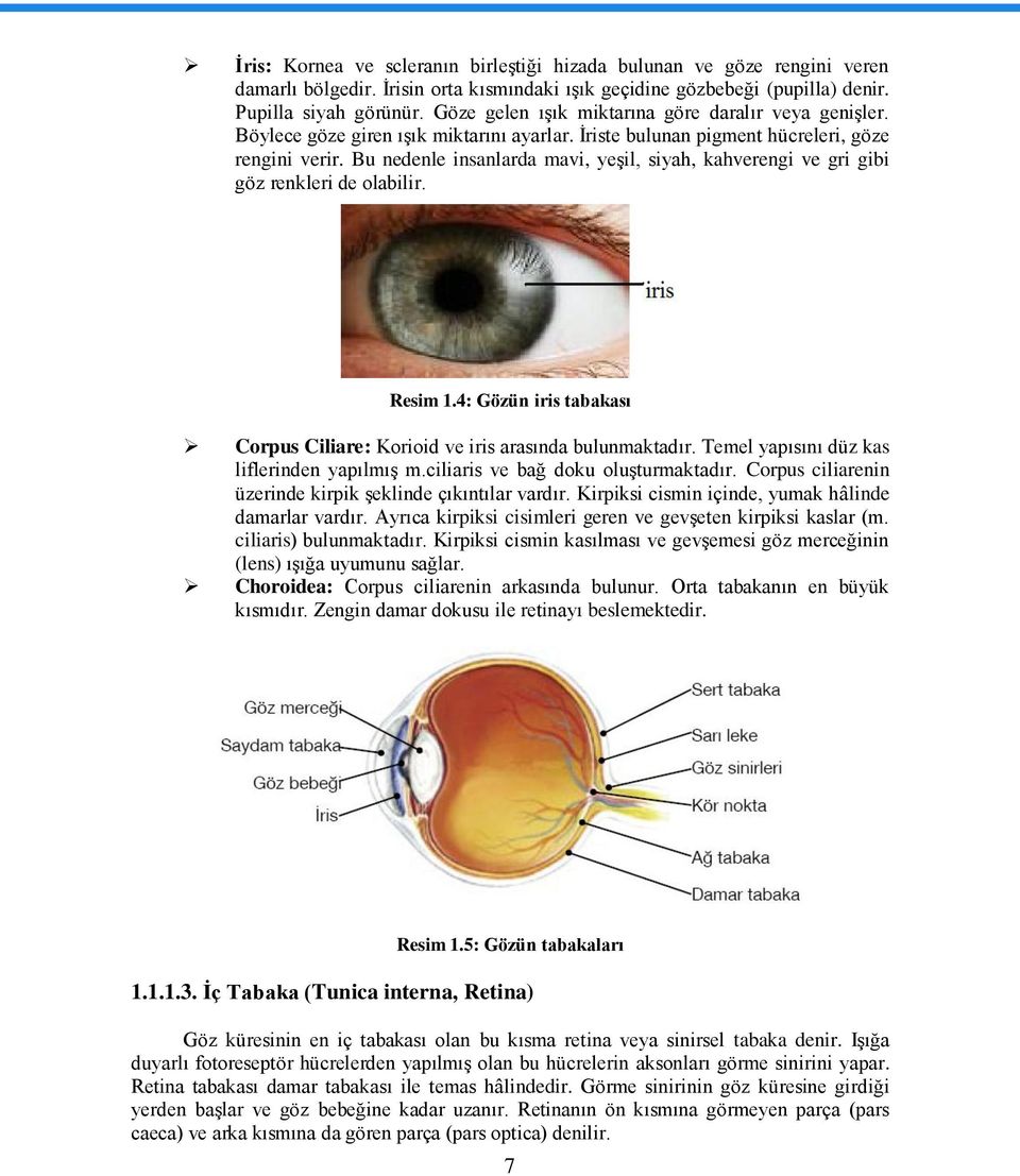 Bu nedenle insanlarda mavi, yeģil, siyah, kahverengi ve gri gibi göz renkleri de olabilir. Resim 1.4: Gözün iris tabakası Corpus Ciliare: Korioid ve iris arasında bulunmaktadır.