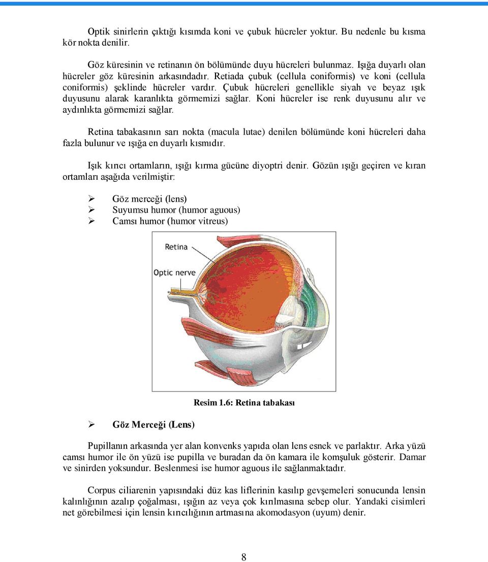 Çubuk hücreleri genellikle siyah ve beyaz ıģık duyusunu alarak karanlıkta görmemizi sağlar. Koni hücreler ise renk duyusunu alır ve aydınlıkta görmemizi sağlar.