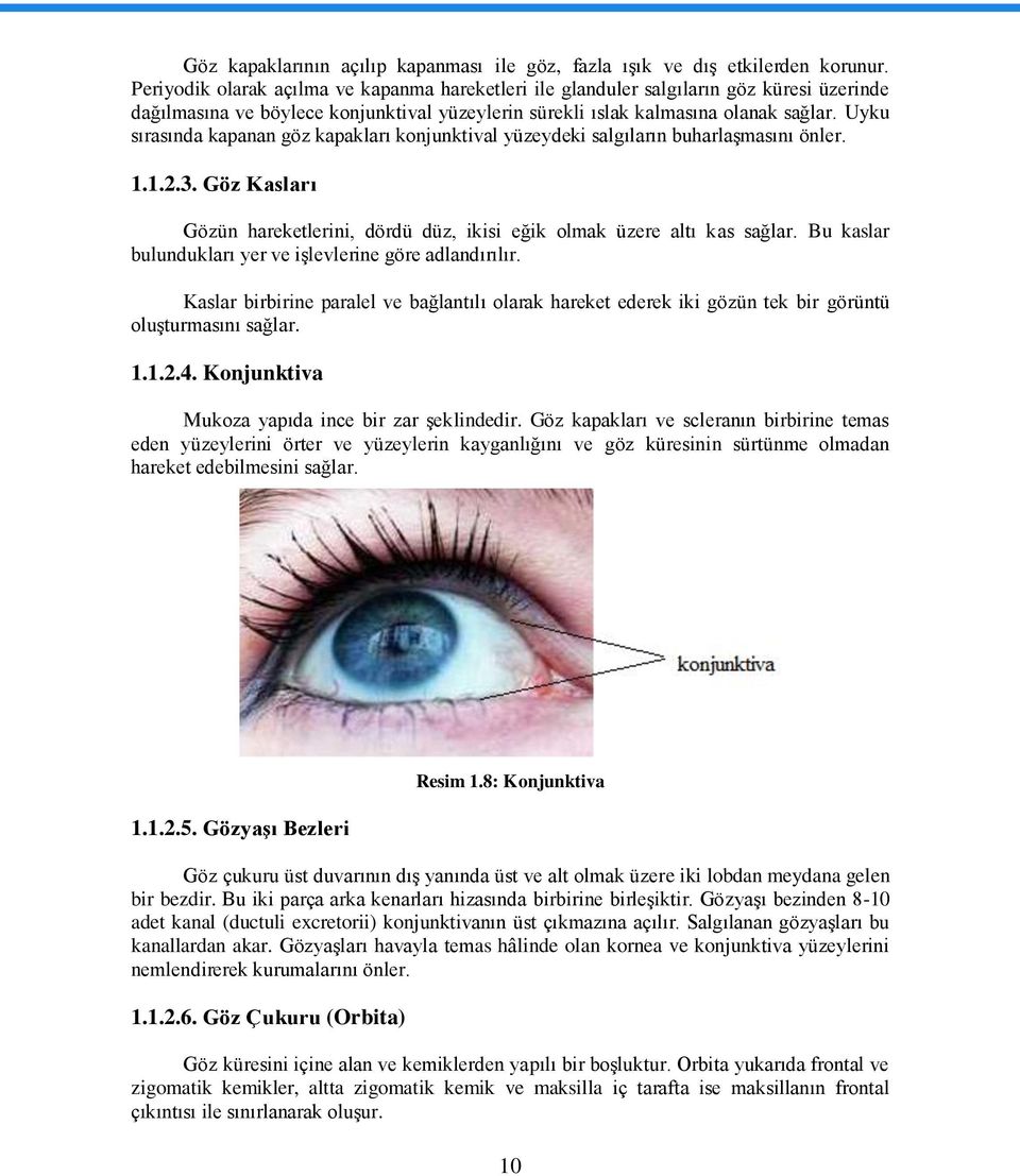 Uyku sırasında kapanan göz kapakları konjunktival yüzeydeki salgıların buharlaģmasını önler. 1.1.2.3. Göz Kasları Gözün hareketlerini, dördü düz, ikisi eğik olmak üzere altı kas sağlar.