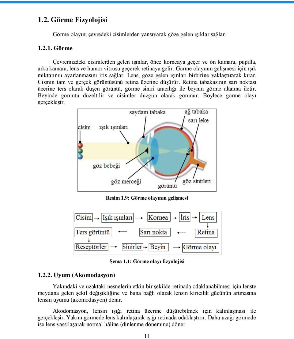 Retina tabakasının sarı noktası üzerine ters olarak düģen görüntü, görme siniri aracılığı ile beynin görme alanına iletir. Beyinde görüntü düzeltilir ve cisimler düzgün olarak görünür.