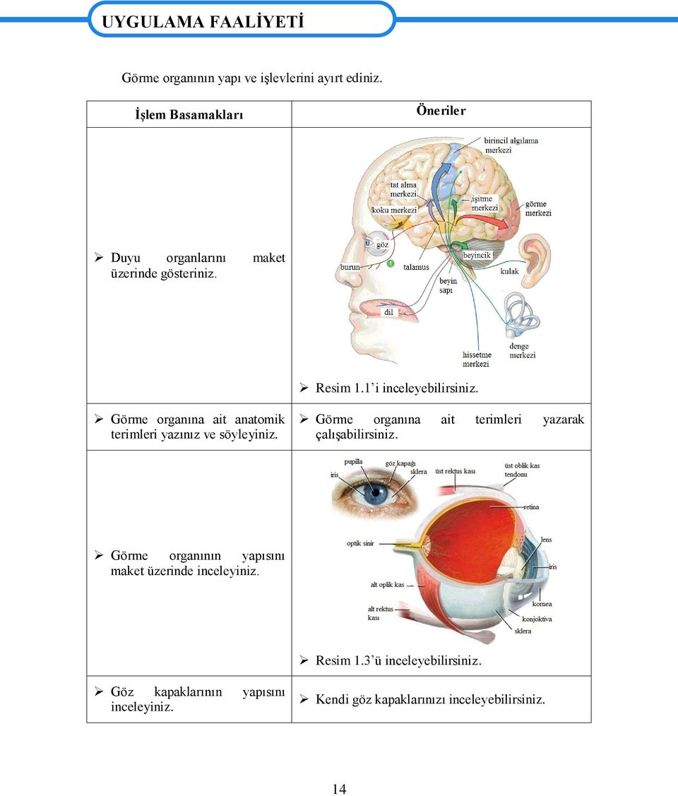 Görme organına ait anatomik terimleri yazınız ve söyleyiniz. Görme organına ait terimleri yazarak çalıģabilirsiniz.