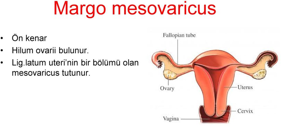 latum uteri nin bir bölümü