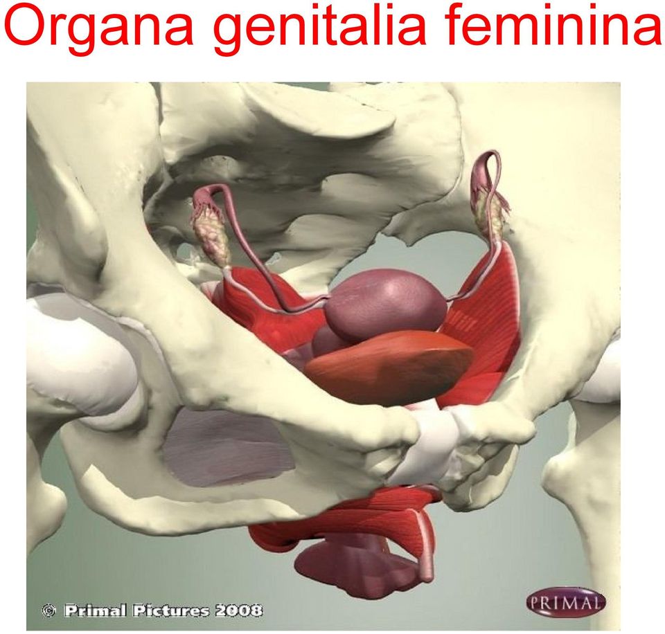 feminina