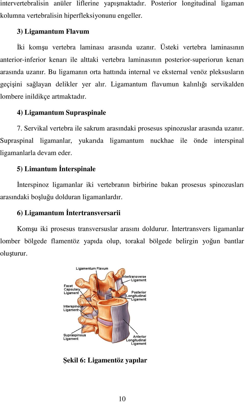 Bu ligamanın orta hattında internal ve eksternal venöz pleksusların geçişini sağlayan delikler yer alır. Ligamantum flavumun kalınlığı servikalden lombere inildikçe artmaktadır.