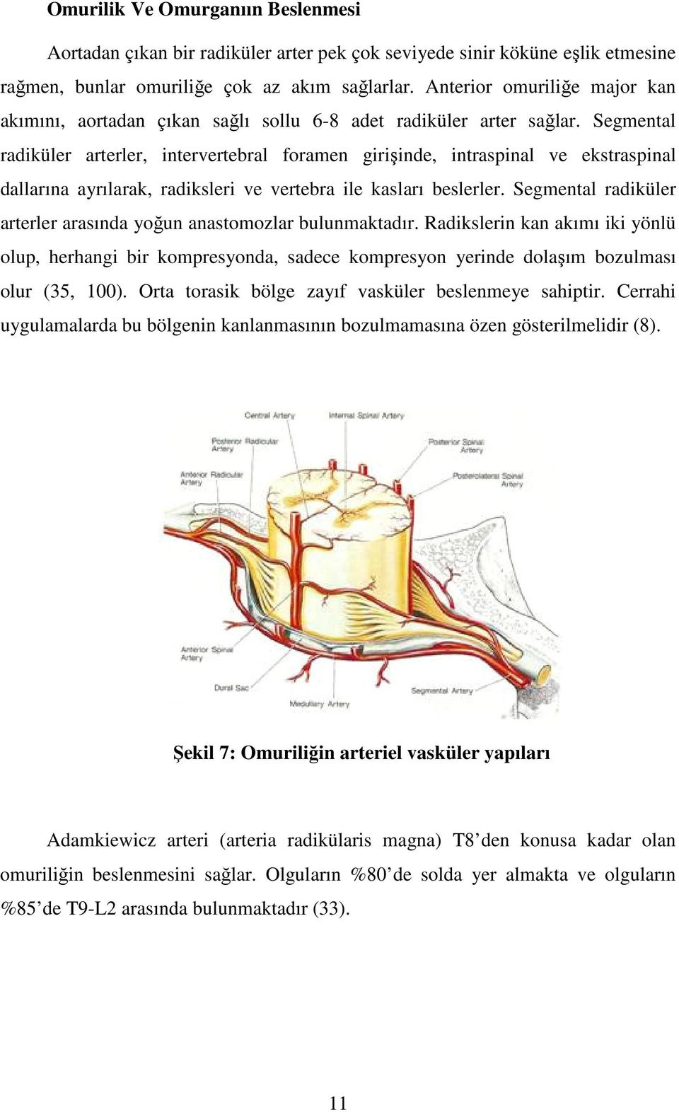 Segmental radiküler arterler, intervertebral foramen girişinde, intraspinal ve ekstraspinal dallarına ayrılarak, radiksleri ve vertebra ile kasları beslerler.