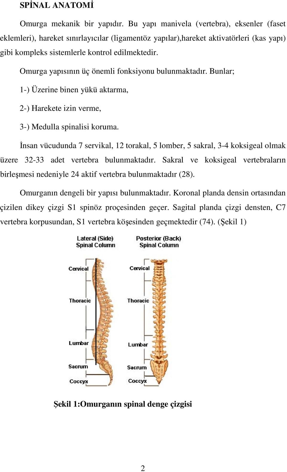 Omurga yapısının üç önemli fonksiyonu bulunmaktadır. Bunlar; 1-) Üzerine binen yükü aktarma, 2-) Harekete izin verme, 3-) Medulla spinalisi koruma.