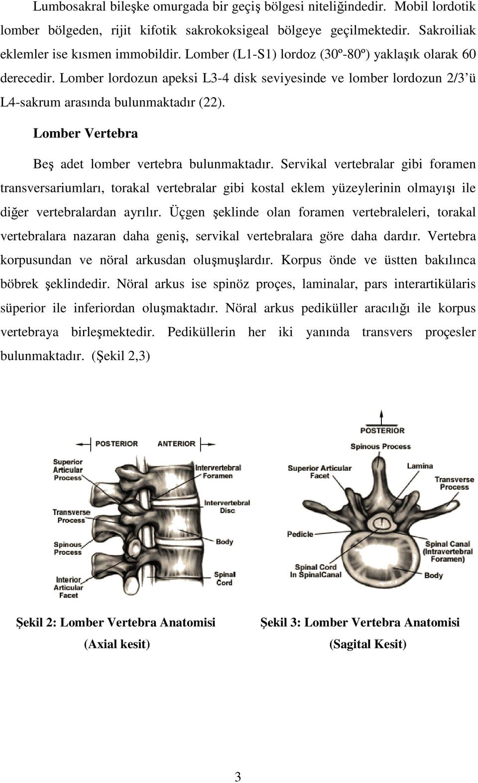 Lomber Vertebra Beş adet lomber vertebra bulunmaktadır.