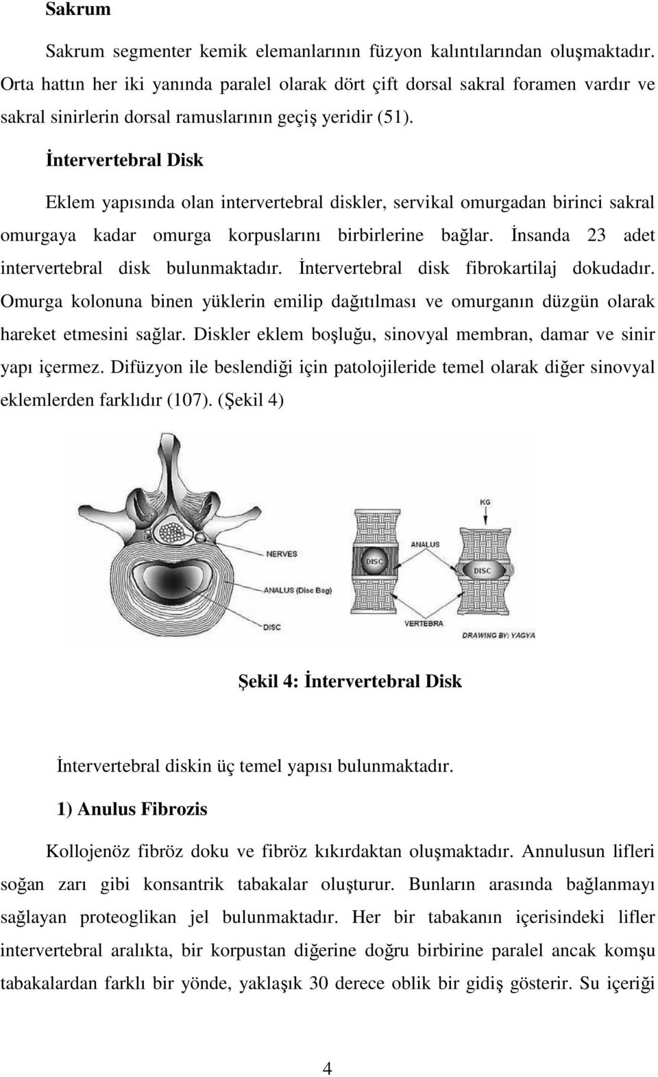 İntervertebral Disk Eklem yapısında olan intervertebral diskler, servikal omurgadan birinci sakral omurgaya kadar omurga korpuslarını birbirlerine bağlar.