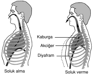 DERİN