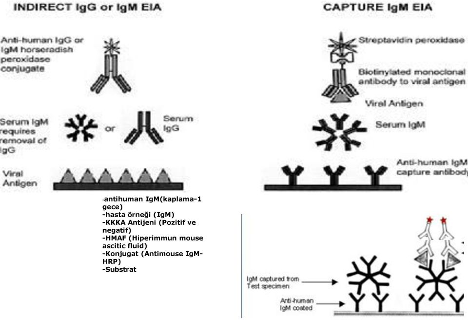 negatif) -HMAF (Hiperimmun mouse ascitic