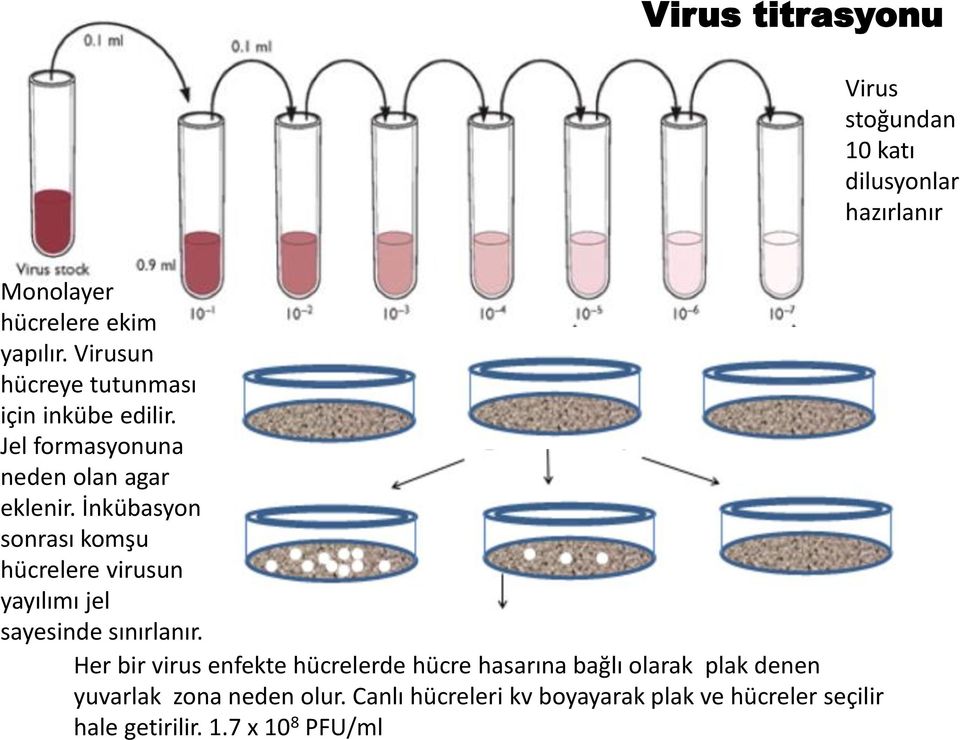 İnkübasyon sonrası komşu hücrelere virusun yayılımı jel sayesinde sınırlanır.