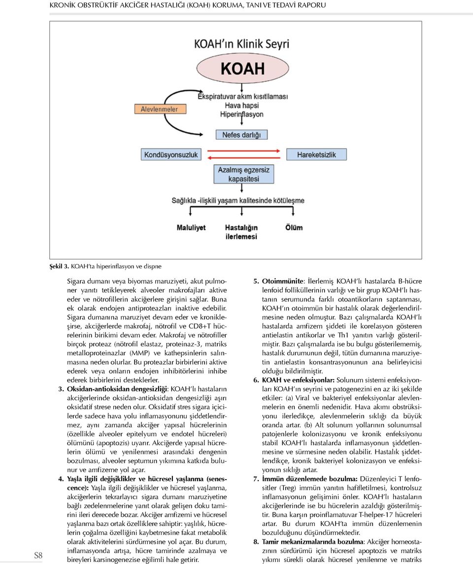 Buna ek olarak endojen antiproteazları inaktive edebilir. Sigara dumanına maruziyet devam eder ve kronikleşirse, akciğerlerde makrofaj, nötrofil ve CD8+T hücrelerinin birikimi devam eder.