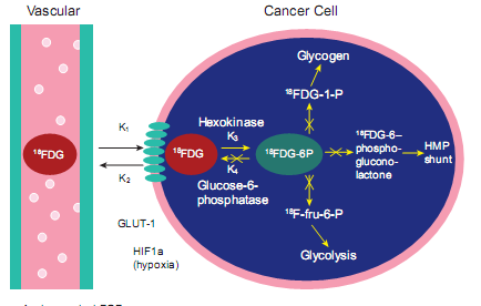 18 F- FDG (fluorodeoksiglukoz) Glukoz analoğu.