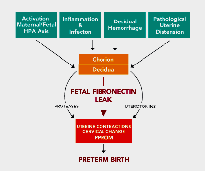 Fetal Fibronectin (ffn ) 20