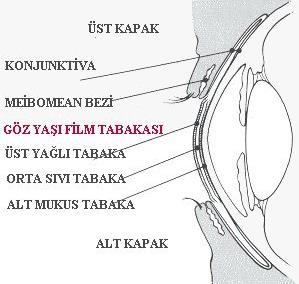 GÖZYAŞI SİSTEMİ: GÖZYAŞI FİLMİ: Gözyaşı, hava ile temasta olan oküler yüzeyi nemlendirerek kurumasını önler. 1.