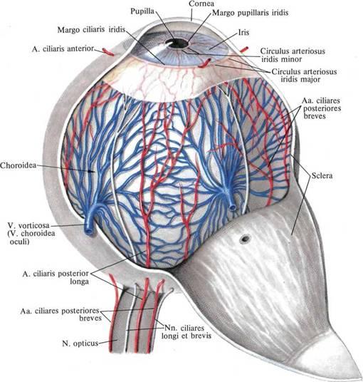 KOROİD Koroid posteriorda sklera ile retina arasında yer alır ve ora serratadan optik sinire dek uzanır. En kalın kısmı arkada (0.25 mm), en ince kısmı (0.1 mm) ise ora serratadadır.