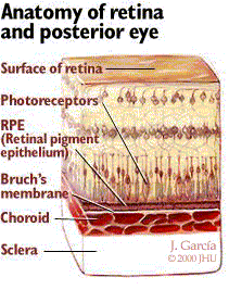 KOROİD Bruch membranı, koroid ve retinanın pigment tabakası arasında yer alan ince bir tabakadır.