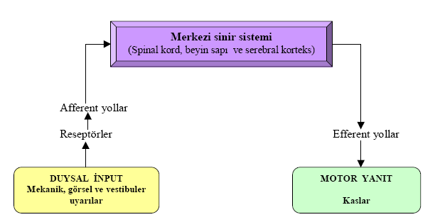 Şekil 8: Sensorimotor sistemin işleyişi (61).