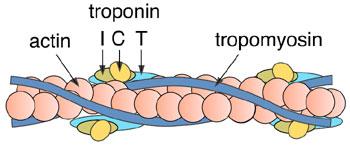 Tropomiyozin, dinlenim sırasında aktin ipliklerinin aktif bölgelerini (ADP leri) kapatıp aktin ile miyozin arasındaki çekimi engeller.