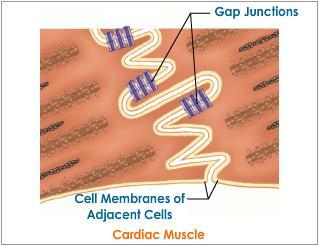 Bağlantı bölgeleri, bir hücredeki aksiyon potansiyelinin diğer bir hücreye kolayca geçişini ve tüm kalp kasına yayılmasını sağlar.