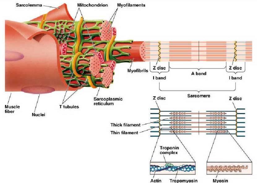 Ġskelet Kası Aktin filamentleri sarkomerin iki ucunda, miyozin filamentler ise orta bölgede yerleşmiştir.