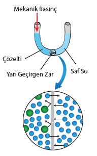 Şekil 5:Ters osmoz olayında sıvı akış yönü osmozdakinin tersinedir. C.OSMOTİK BASINÇ Yarı geçirgen zarların küçük moleküllerin geçişine imkan verirken büyük molekülleri tutması olayı osmoz adını alır.