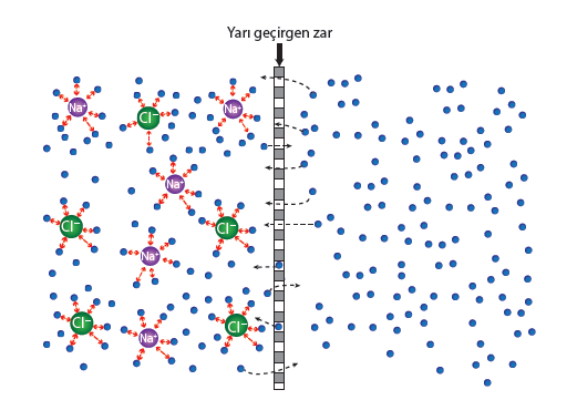 C.OSMOTİK BASINÇ Çözünen madde şeker gibi moleküler değil, NaCl gibi iyonik bir madde olursa osmotik basınç gelişimi benzer şekilde açıklanabilir. Bilindiği gibi NaCl su ortamında iyonlaşarak çözünür.