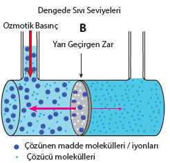 C.OSMOTİK BASINÇ İki kolu arasına yarı geçirgen zar konmuş bir bileşik kapta (Şekil 6a) zarın sağ tarafına saf su (çözücü), sol tarafına da şeker çözeltisi doldurulup iki koldaki sıvı seviyelerinin