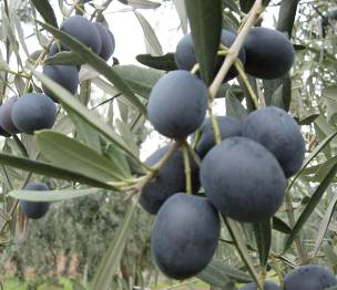 I.Ulusal Zeytin Öğrenci Kongresi 1. OLGUNLUK DÖNEMİ 2. OLGUNLUK DÖNEMİ 3. OLGUNLUK DÖNEMİ Resim 1.