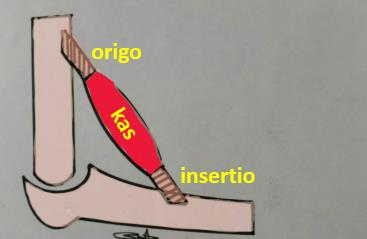 Kasların Başlangıç ve Bitiş Yerleri Kasların iki ucunda bulunan tendonlar genellikle iki ayrı kemiğe tutunurlar. Tutunduğu noktalardan biri hareketsiz, diğeri ise hareketli noktadır.