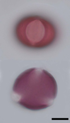 2008), bazı türlerinin polen mikrofotoğrafları şekil 4.91 de verilmiştir.