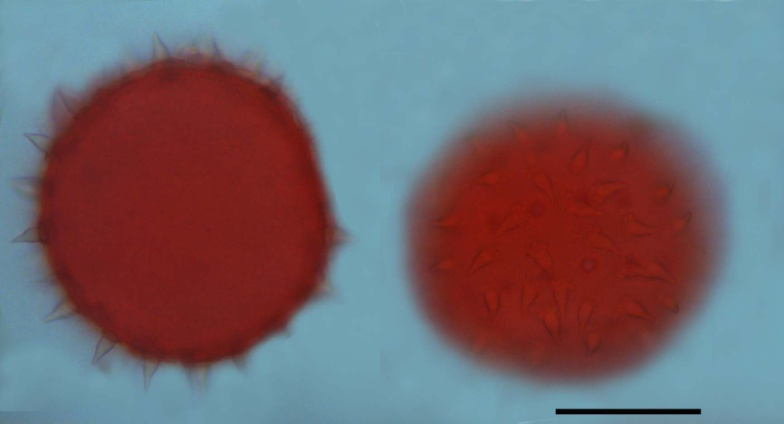 Malvaceae Doğal yayılışlarının yanı sıra, park ve bahçelerde süs bitkisi olarak kullanılan ve tarım alanlarında kültüre alınan türleri de mevcuttur.