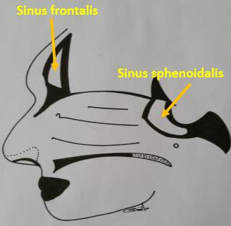 Solunum Sistemi (Systema Respiratorium) Burun boşluğunun iskelet yapısı mukoza ile örtülüdür.