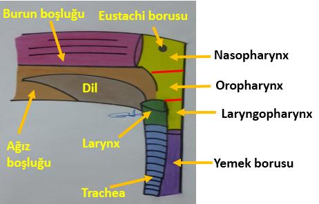 Solunum Sistemi (Systema Respiratorium) Şekil 5. Pharynx in (yutak) bölümleri Larynx (Larinks=Gırtlak) Larinks üst solunum yolları organıdır. Farinks ve trakea arasında bulunur.