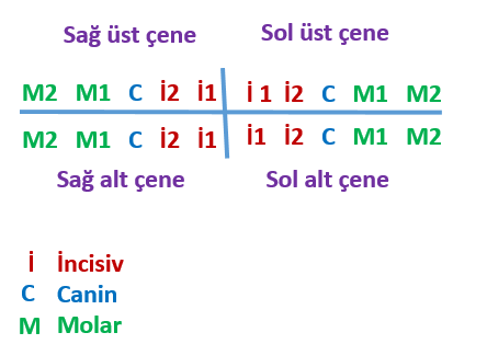 Bireysel Etkinlik Sindirim Sistemi (Systema Digestorium) Dilde bulunan tat papillalarının isimlerini ve görevlerini yazarak tekrarlayınız.