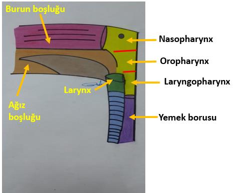 Örnek Bireysel Etkinlik Sindirim Sistemi (Systema Digestorium) Yetişkinlerde dişlerin şeklini çizerek isimlerini üzerlerine yazınız.