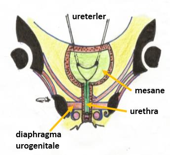 Ödev Üriner Sistem (Systema Urinarium) Şekil 7. Kadın idrar yolları Üriner sistem organlarını kaynak kitaplardan okuyunuz.