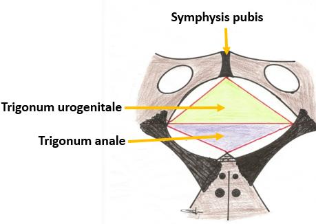 Üreme Sistemi (Systema Genitale) (Erkek ve Kadın Genital Organları) Şekil 1. Perineum ERKEK GENİTAL ORGANLARI (SYSTEMA GENITALE MASCULINUM) Penis ve scrotum erkek dış genital organlarındandır.