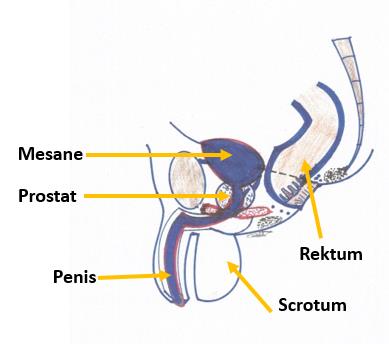 Örnek Örnek Üreme Sistemi (Systema Genitale) (Erkek ve Kadın Genital Organları) Ürethra ucunun penisin alt tarafına açılmasına hipospadias, üst tarafına açılmasına epispadias denir.