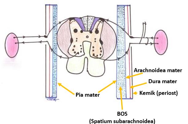 Merkezi Sinir Sistemi (Systema Nervosum Centrale) Merkezî sinir sistemi nörocranium kemiklerinin oluşturduğu cavitas cranii ile omurların bir araya gelerek oluşturdukları cavitas spinalis olarak