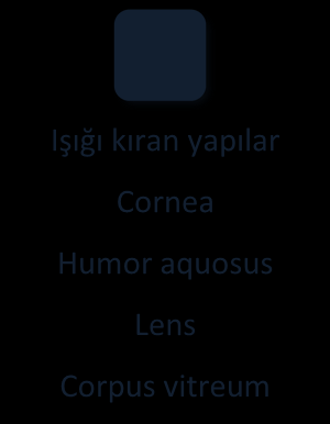 Örnek Örnek Göz Anatomisi (Organum Visus) Gözün Işığı Kıran Oluşumları Bu yapılar önden arkaya doğru; Cornea Humor aquosus Lens Corpus vitreum Işığı kıran yapılar Cornea Humor aquosus Lens Corpus