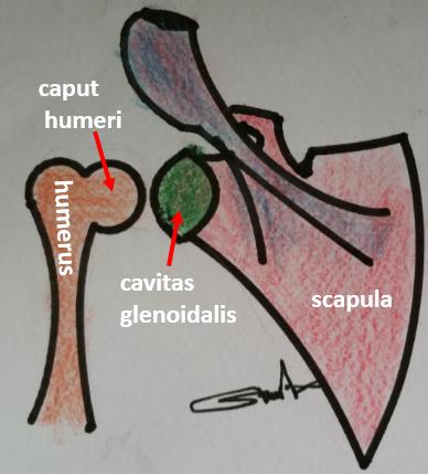 Eklemler (Articulationes) Şekil 3.6. Art. humeri Articulatio cubiti: Dirsek eklemi olarak bilinir. Humerus kemiğinin alt ucu ile önkol kemikleri olan radius ve ulna arasındaki eklemdir. Art. composita türü eklemdir.