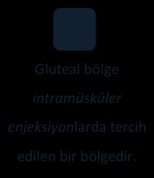 Kaslar (Myologia) ayrılır. Uyluk bölgesi kasları Bu bölge kasları ön grup, arka grup ve medial grup olmak üzere üç kısma Gluteal bölge intramüsküler enjeksiyonlarda tercih edilen bir bölgedir.