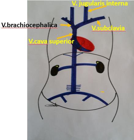 Dolaşım Sistemi (Systema Circulatorium) Şekil 6.