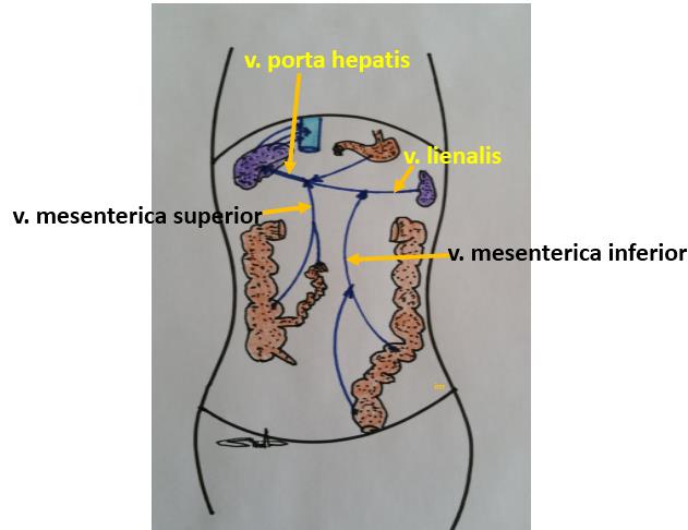 Dolaşım Sistemi (Systema Circulatorium) Vena Porta Hepatis i Oluşturan Venler Vena gastrica dextra ve sinistra Portal dolaşım temel olarak iki venden oluşur. Bunlar; V. lienalis V.