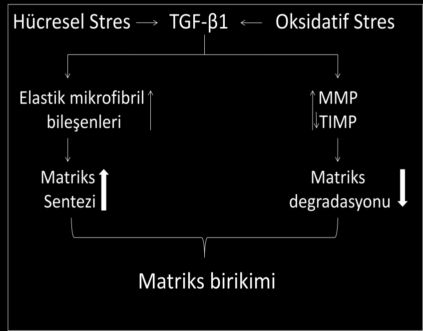 8 stres, hücresel korunma mekanizmalarının bozulması ve yanlış katlanmış stres proteinlerinin sürekli birikiminin rol oynadığı düşünülmektedir (58).