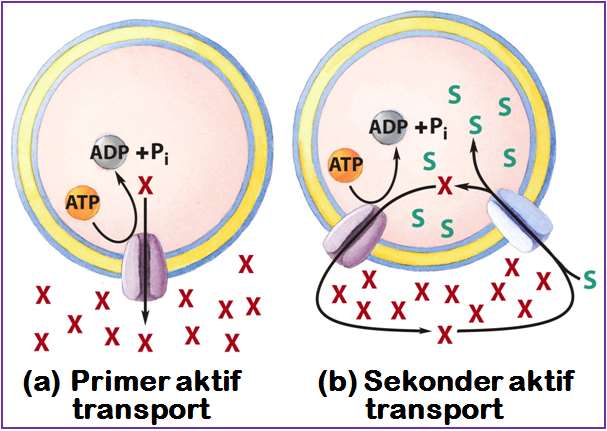 İKİ TÜR AKTİF TRANSPORT VARDIR Primer aktif transportta, ATP hidrolizinden ortaya çıkan enerji çözütün elektrokimyasal gradiyente karşı taşınması için ve doğrudan kullanılır.