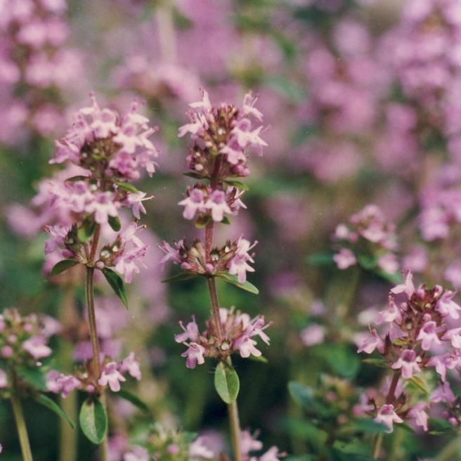 Colchicum chalcedonicum (Kadıköy Çiğdemi) Kadıköy de özellikle kayalık, yüksek tepecik ve fundalıklarda yetişen sonbaharda çiçek açan bir soğanlı bitki türüdür.